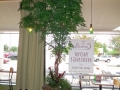 Commercial Ming Aralia @Camille's