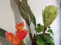 Florals tropical org & green protea