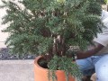 OUTDOOR-artificial-shrub