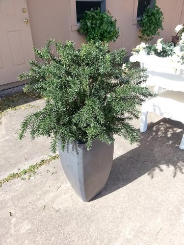 avg-trees-plants-pots-076